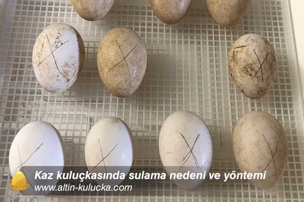 Kaz Yumurtası Altına Bırakılacak Tavuk Türleri ve Kesin Püf Noktalar [2026] - Kapak Görseli